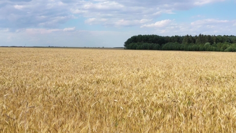 beautifulwheatfieldatsunsetaerialview