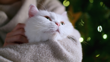 relaxingscenewithkitteninthefieldslowmo1920x1080hdfootagecloseup