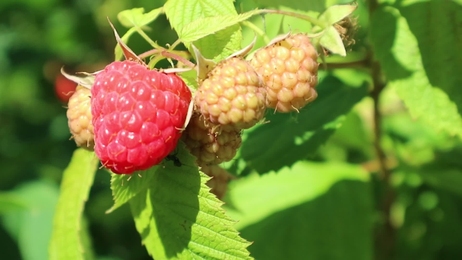 blackberrybusheslotsofblackberriesgrowinginthefield