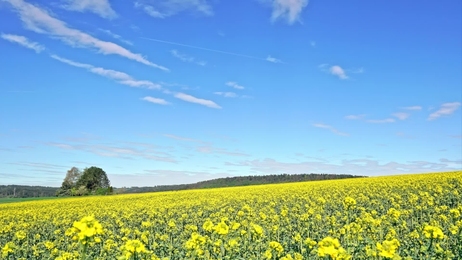 whitecloudsagainstablueskyoveratimelapsecanolafieldsummersunny