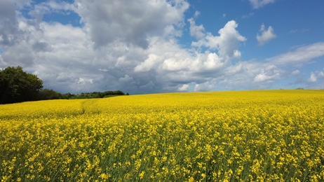 alargerapeseedflowerfieldagainstblueskyandwhitecloudstimelapse