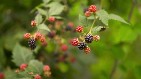 blackberrybusheslotsofblackberriesgrowinginthefield