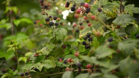 blackberrybusheslotsofblackberriesgrowinginthefield