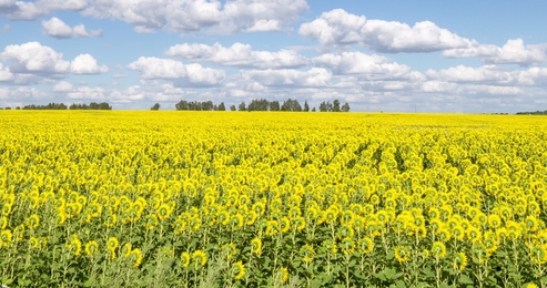alargerapeseedflowerfieldagainstblueskyandwhitecloudstimelapse