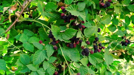 blackberrybusheslotsofblackberriesgrowinginthefield