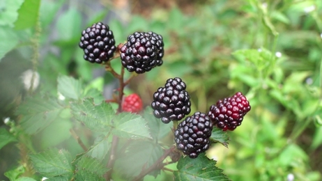 blackberry bushes lots of blackberries growing in