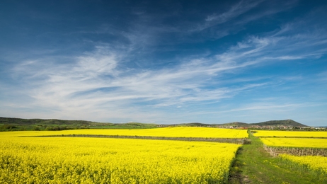 whitecloudsagainstablueskyoveratimelapsecanolafieldsummersunny