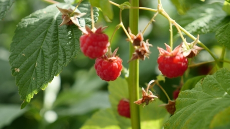 blackberrybusheslotsofblackberriesgrowinginthefield