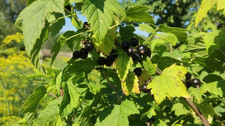 blackberrybusheslotsofblackberriesgrowinginthefield