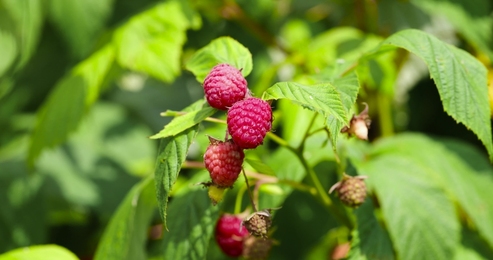 blackberrybusheslotsofblackberriesgrowinginthefield