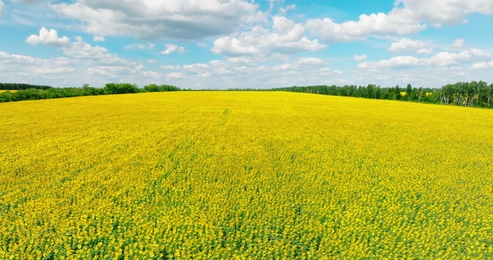 alargerapeseedflowerfieldagainstblueskyandwhitecloudstimelapse