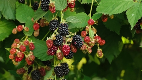 blackberry bushes lots of blackberries growing in