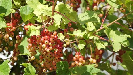blackberrybusheslotsofblackberriesgrowinginthefield
