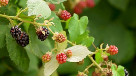 blackberrybusheslotsofblackberriesgrowinginthefield