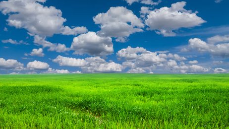 alargerapeseedflowerfieldagainstblueskyandwhitecloudstimelapse