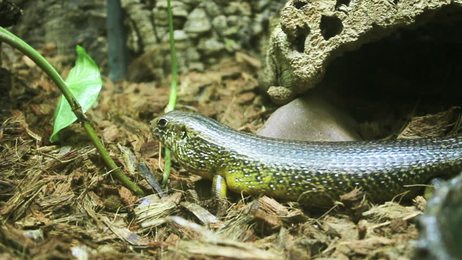 longnosehawkfishattheseafan