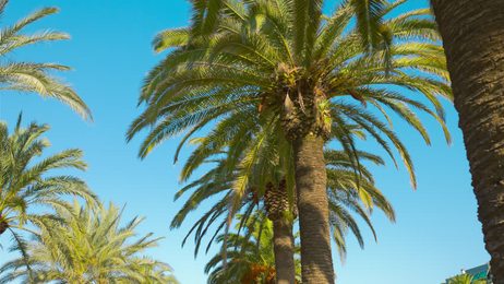 coconutpalmtreesagainstblueskyslowmotionhd1920x1080