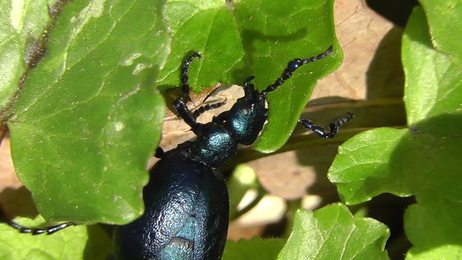 closeupofaweaverantcolonycrawlingonaplant