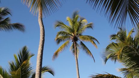 coconutpalmtreesagainstblueskyslowmotionhd1920x1080