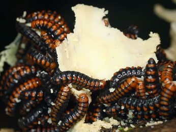 goldenlordganeshastatuewithprayerbeads