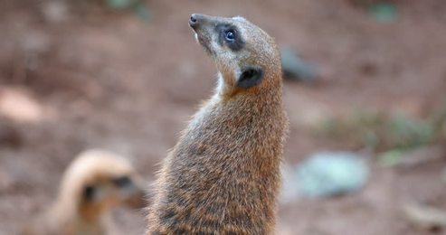 commonreedbuntingsingingbirdinspringemberizaschoeniclus