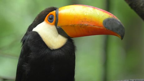 fahaka pufferfish also known as nile puffer globe fish lineatus