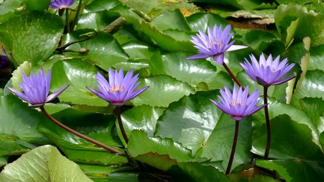 closeuppinkcolorfreshlotusblossomorwaterlilyflowerbloomingonpond