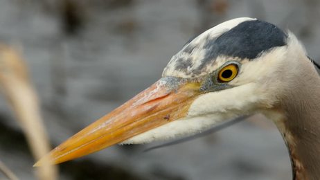 fahaka pufferfish also known as nile puffer globe fish lineatus
