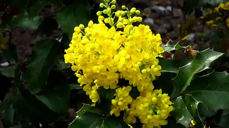 cucloseupviewoforchidflowersabahstateborneomalaysianovember2012