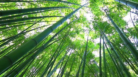 greenreedcaneleaveswiththeglareonthewater