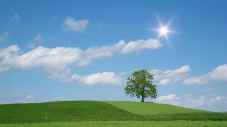 singetreeinthefieldinsummeramazingtimelapseofcloudsinasunnyday
