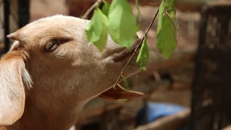 scottishfoldcatlookathimselfonthemirrorwhiskscolorcloseup