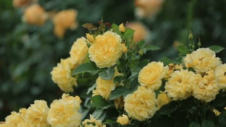 cucloseupviewoforchidflowersabahstateborneomalaysianovember2012