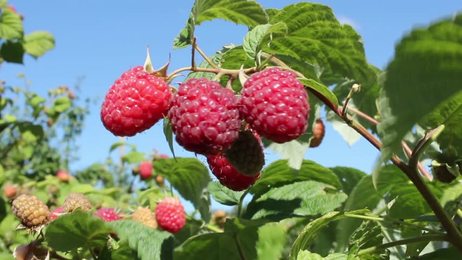 blackberrybusheslotsofblackberriesgrowinginthefield