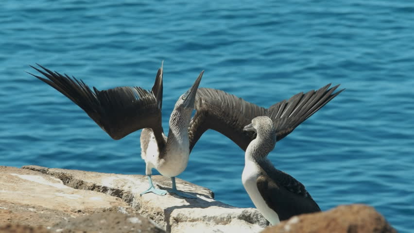 脚视频素材 - 站酷海洛正版图片, 视频, 音乐素材