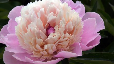 lilacflowersbunchbackgroundbeautifulopeningvioletlilacflower