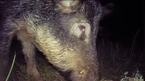 graycathasthelittlemouseinmouth