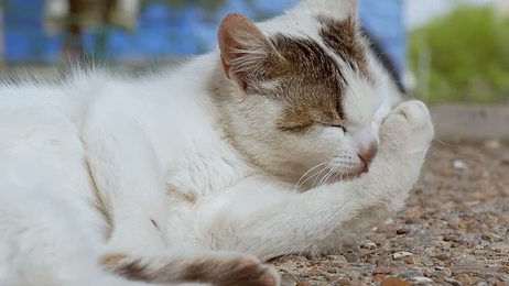 relaxingscenewithkitteninthefieldslowmo1920x1080hdfootagecloseup