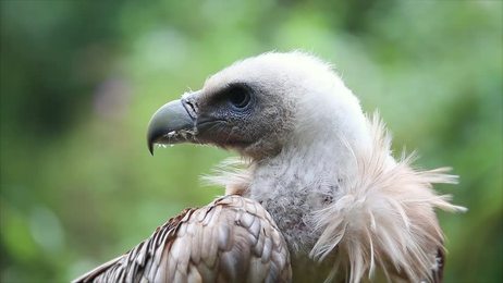 relaxingscenewithkitteninthefieldslowmo1920x1080hdfootagecloseup