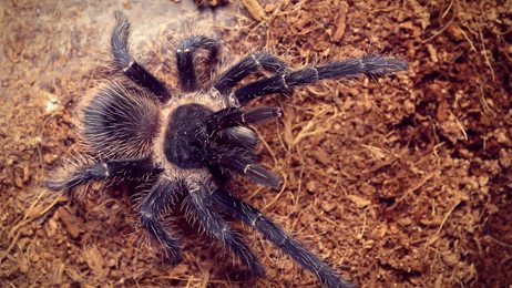 stinglesshoneybeesmeliponinesneststinglessbeesorcalledstingless