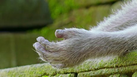 relaxingscenewithkitteninthefieldslowmo1920x1080hdfootagecloseup