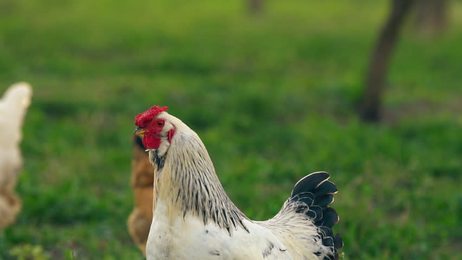 white and black turkeys give voice turkeys make sounds bird song