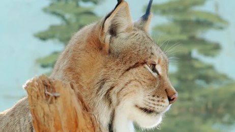 eurasian lynx medium-sized cat.