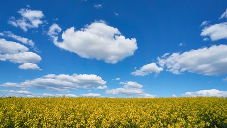 alargerapeseedflowerfieldagainstblueskyandwhitecloudstimelapse