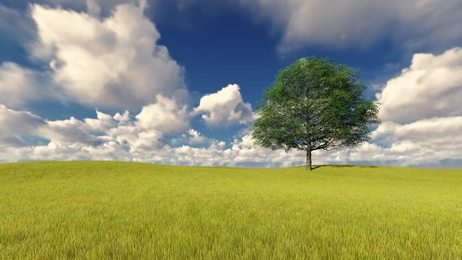 singe tree in the field in summer. amazing time lapse of clouds 
