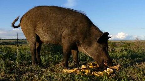 sheepdogguardingtheherdofsheepcloseupslowmotionin96fpsdog