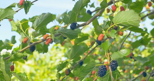 blackberrybusheslotsofblackberriesgrowinginthefield