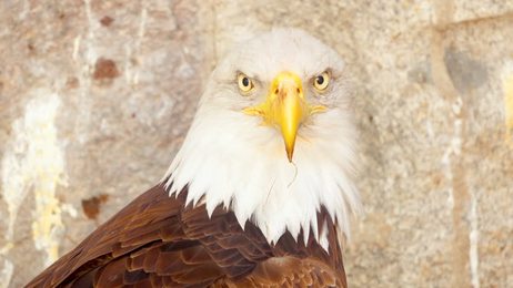 4kcloseuponthefaceofabaldeagleinnaturalenvironmentdec2016uk