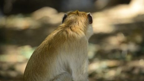 relaxingscenewithkitteninthefieldslowmo1920x1080hdfootagecloseup