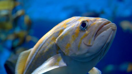 fahaka pufferfish also known as nile puffer globe fish lineatus